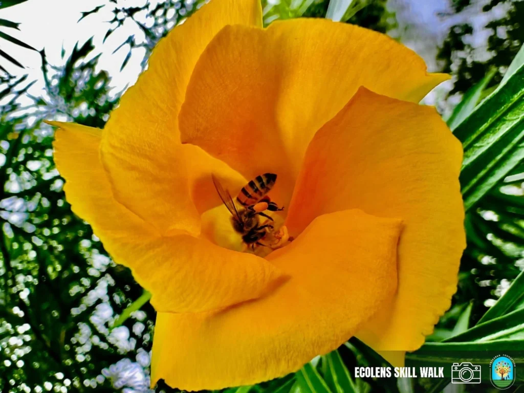 Ecolense Skill Walk (4)
